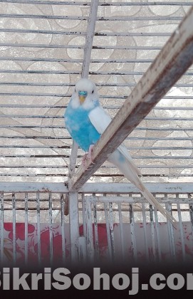 Budgerigar Bird